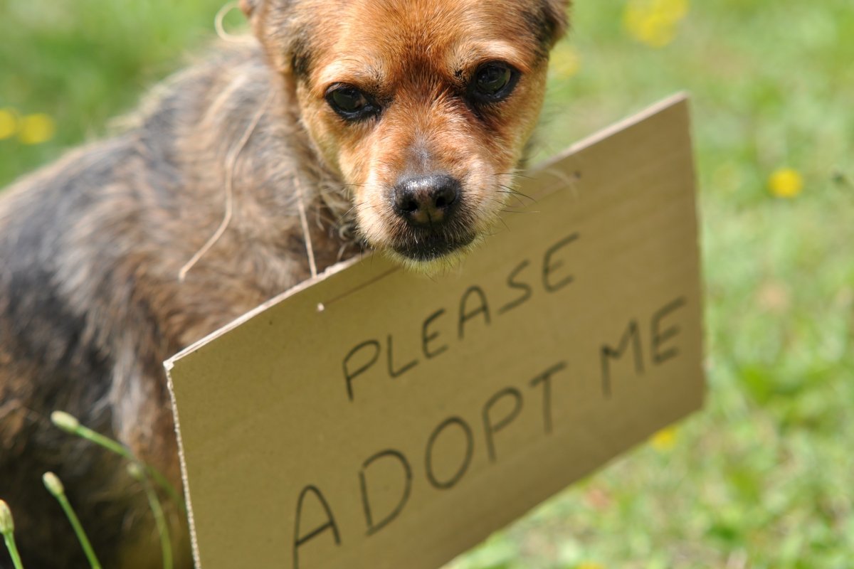 cachorro para adoção