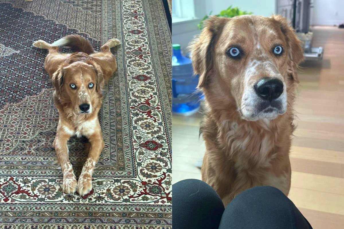 golden retriever com característica incomum