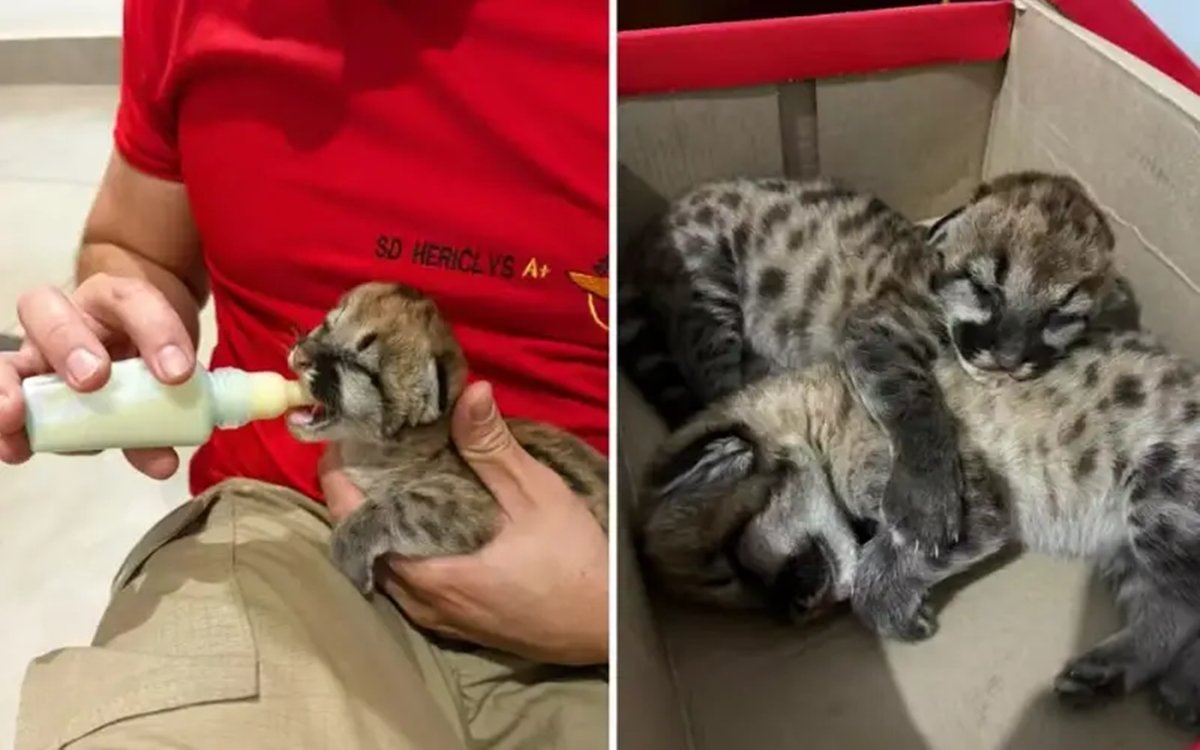 Resgate de dois bebês onça abandonados derreteu corações