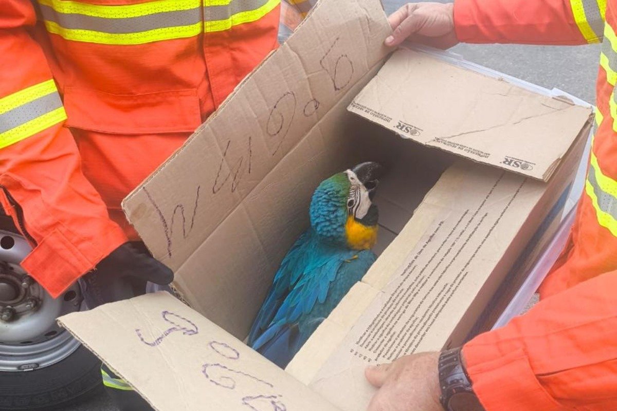Arara cai de árvore, se machuca e é resgatada pelo Corpo de Bombeiros