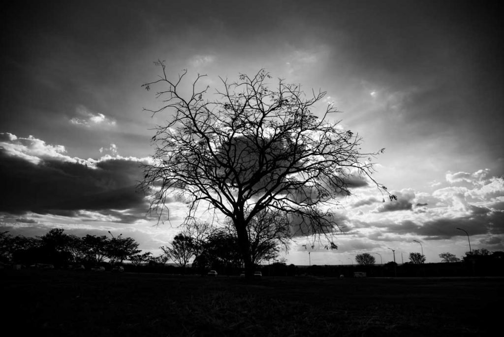 árvores secas no período umidade baixa em brasília