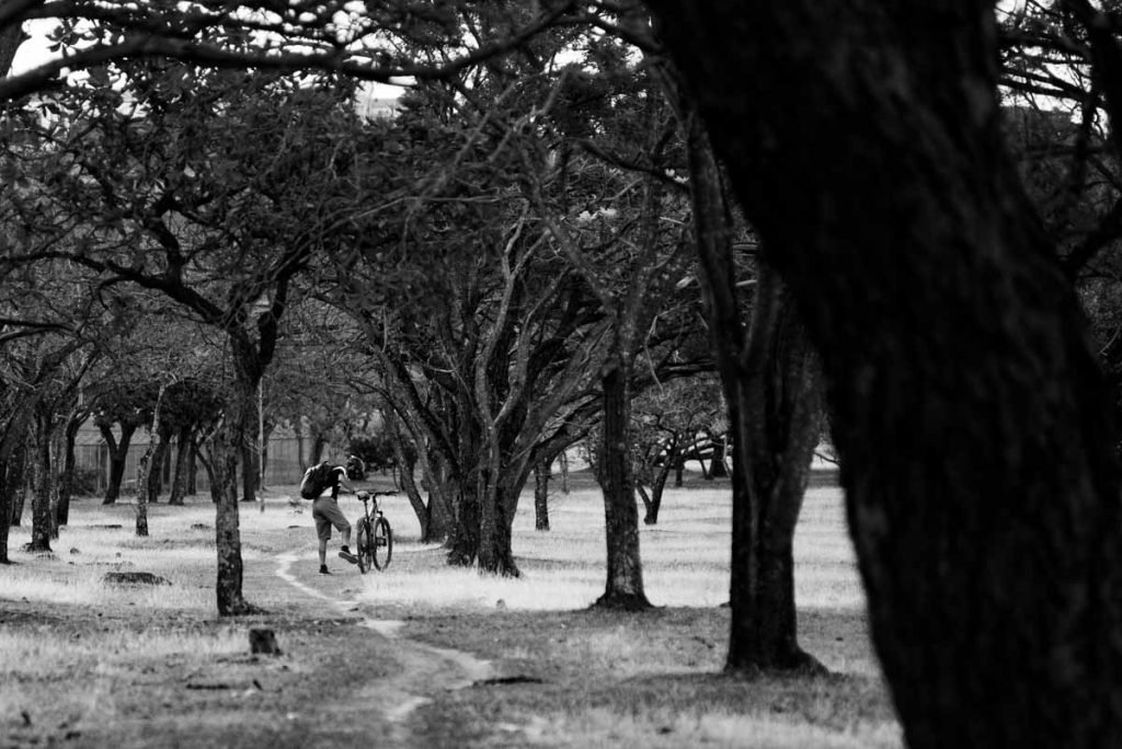 árvores secas no período umidade baixa em brasília