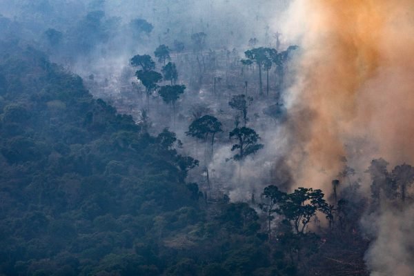 Floresta amazonica incendio desmatamento crime