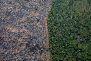 Floresta amazonica crédito de carbono
