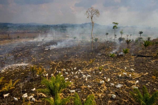 Floresta amazonica incendio desmatamento crime