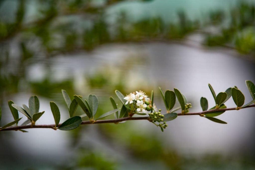 Primavera e suas flores brasília