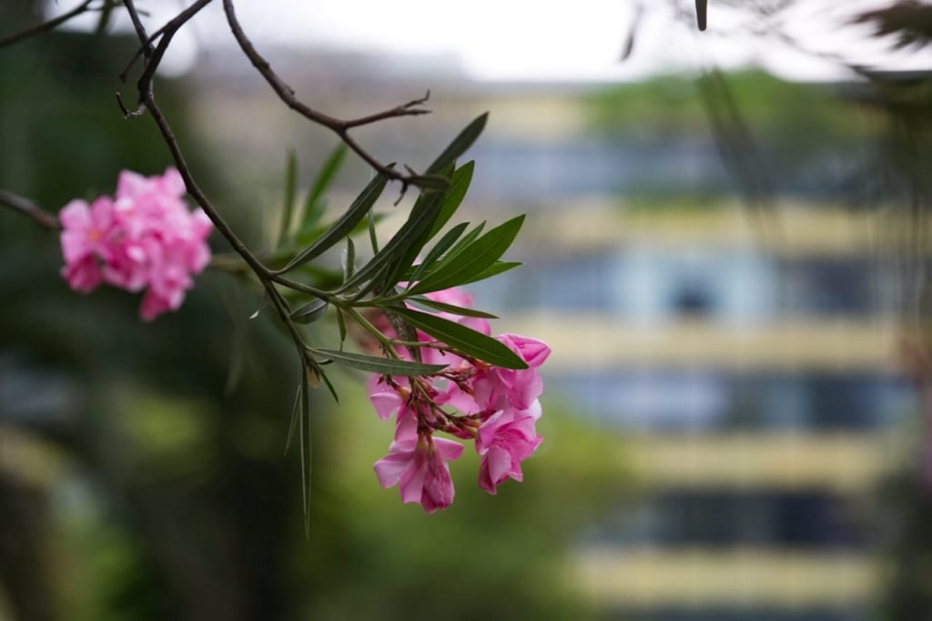 Primavera e suas flores brasília