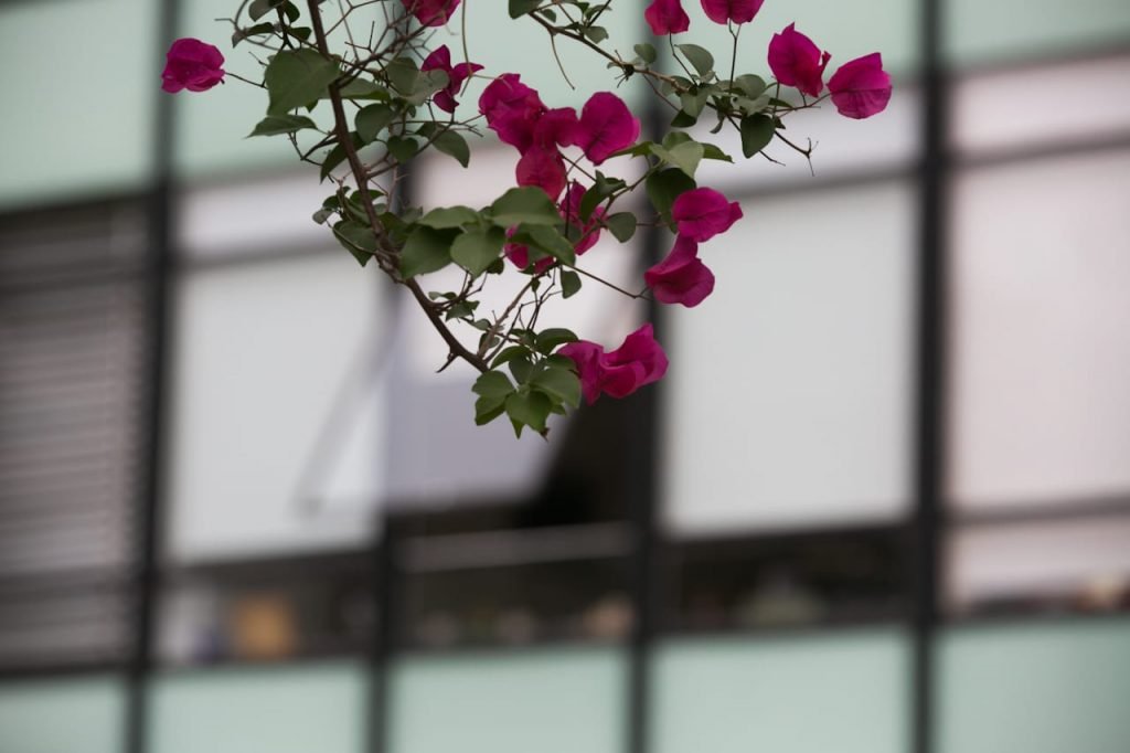 Primavera e suas flores brasília