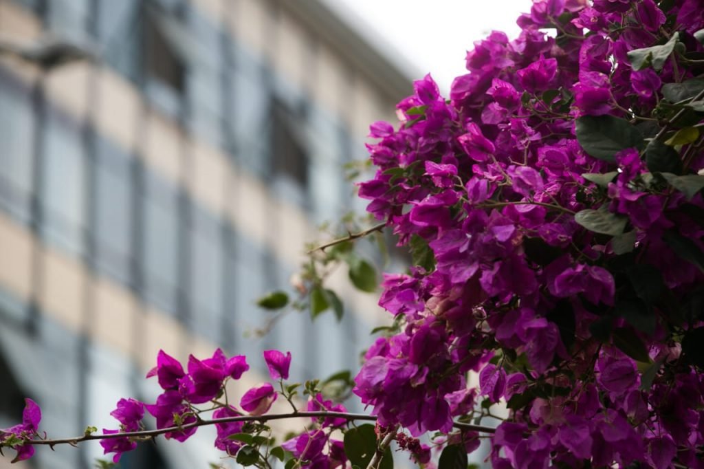 Primavera e suas flores brasília