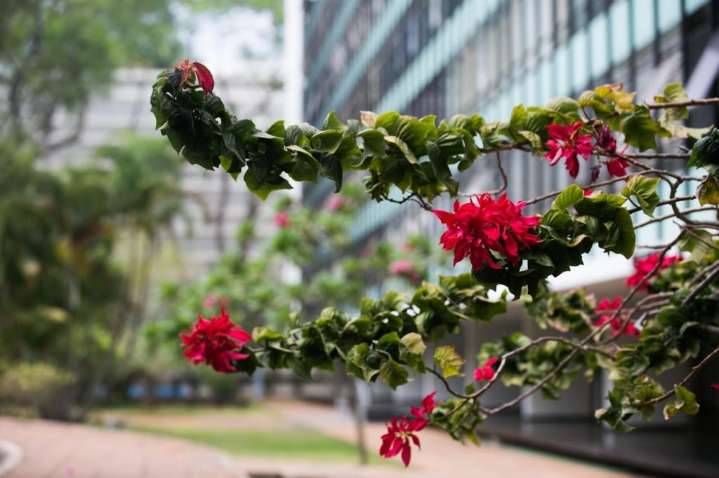 Primavera e suas flores brasília