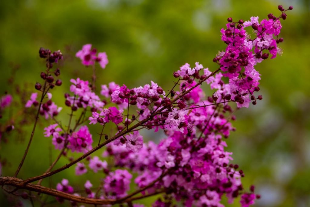 Primavera e suas flores brasília