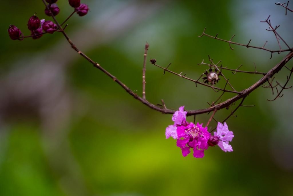 Primavera e suas flores brasília