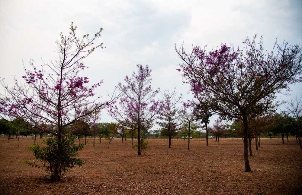 Primavera e suas flores brasília