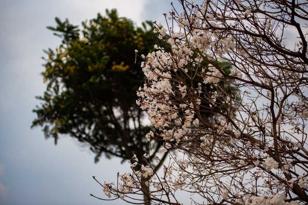 Primavera e suas flores brasília