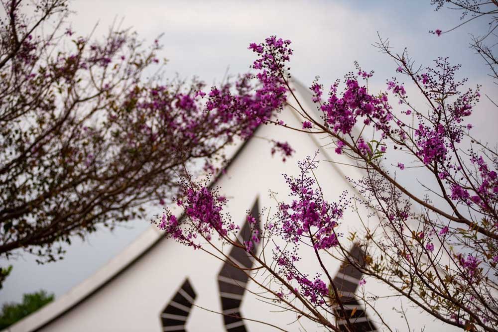 Primavera e suas flores brasília