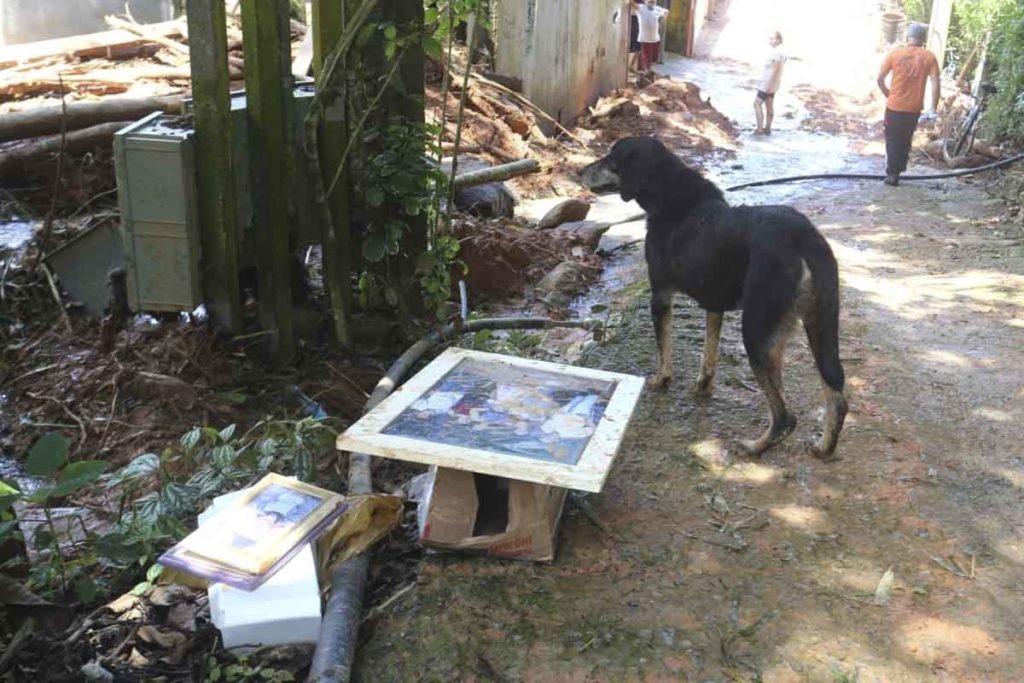 Animais são resgatados após deslizamentos e enchentes em São Paulo - Zig Proxy
