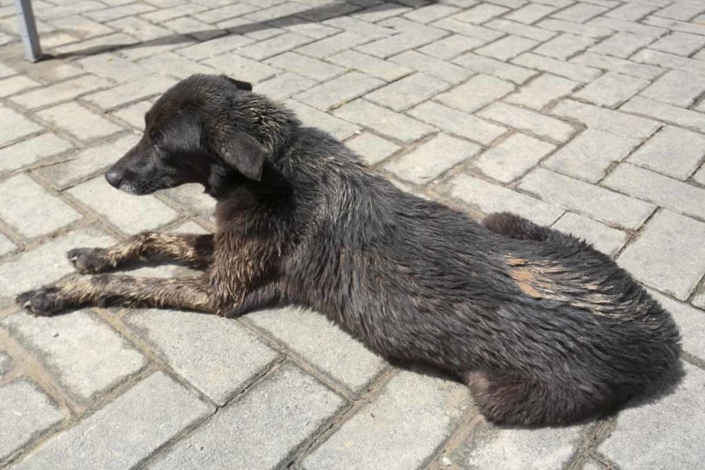 Animais são resgatados após deslizamentos e enchentes - Zig Proxy